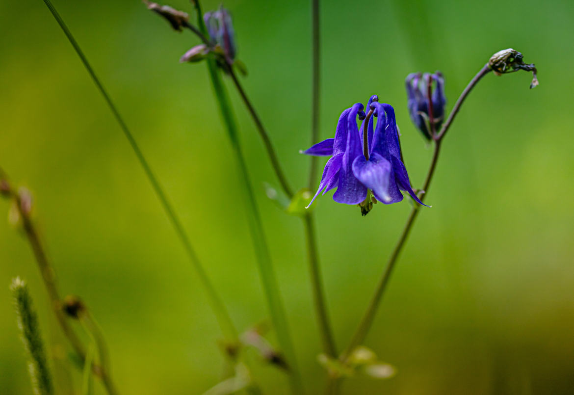 Clochette bleue