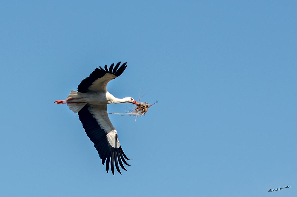 La Cigogne