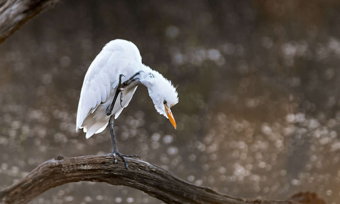 L'Aigrette à puces