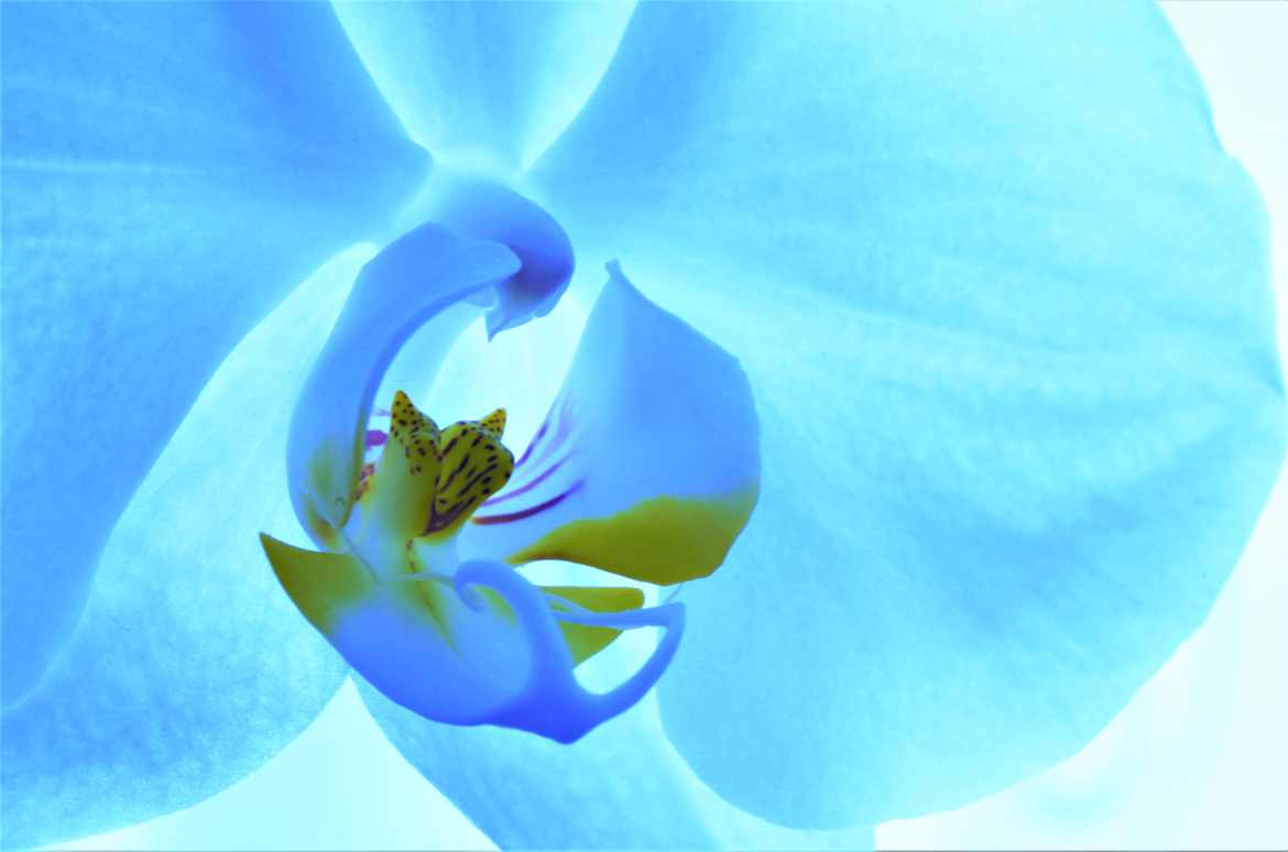 Orchidée bleue.