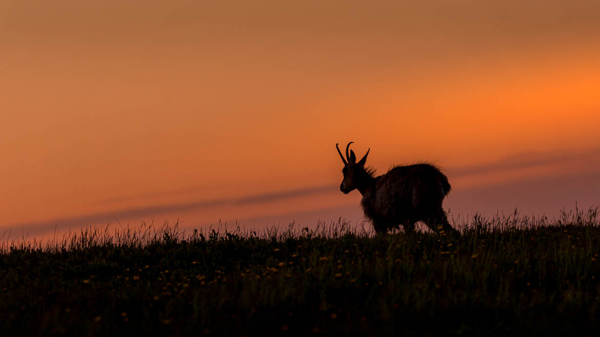 Poor Lonesome Chamois