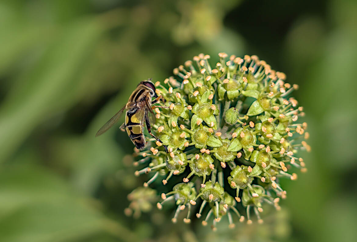 Hélophile à bandes grises