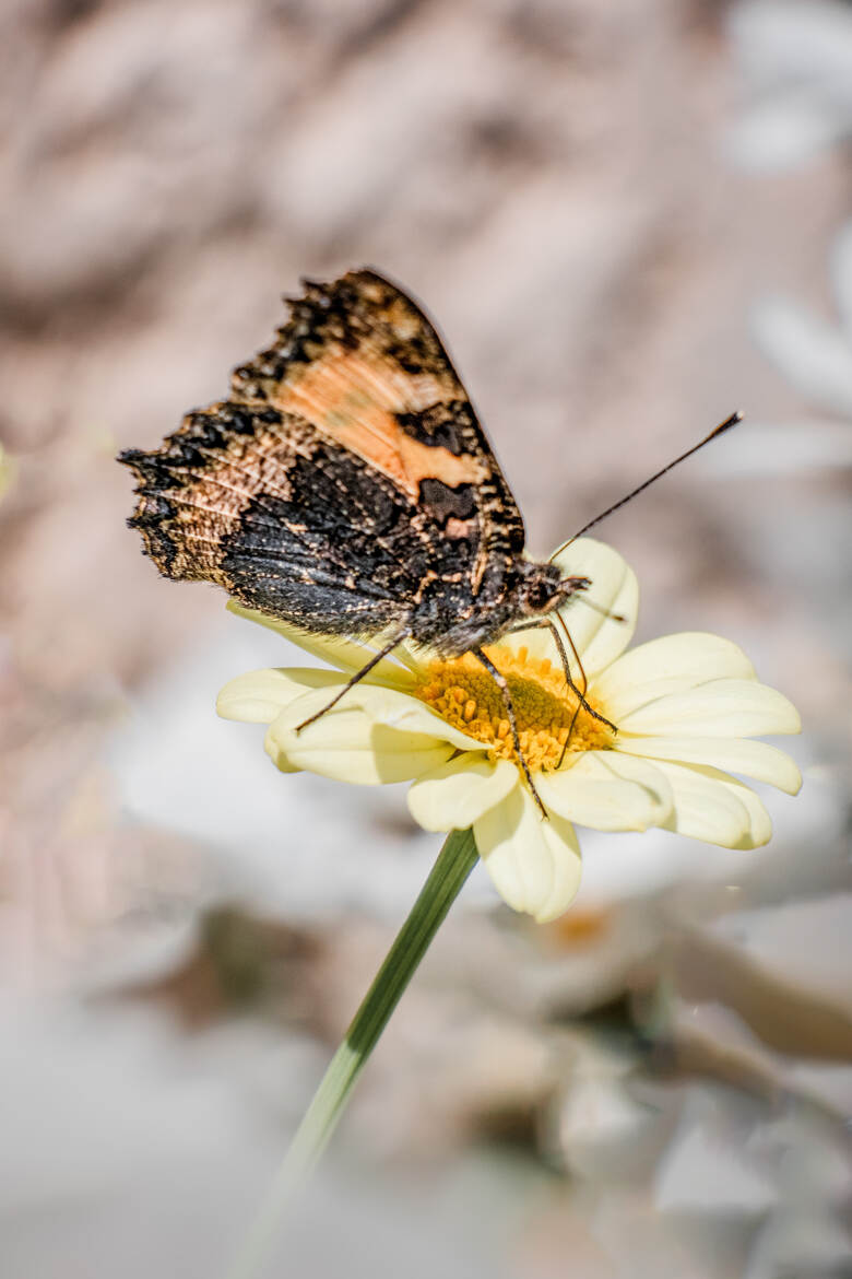 Papillon sur Anthémis