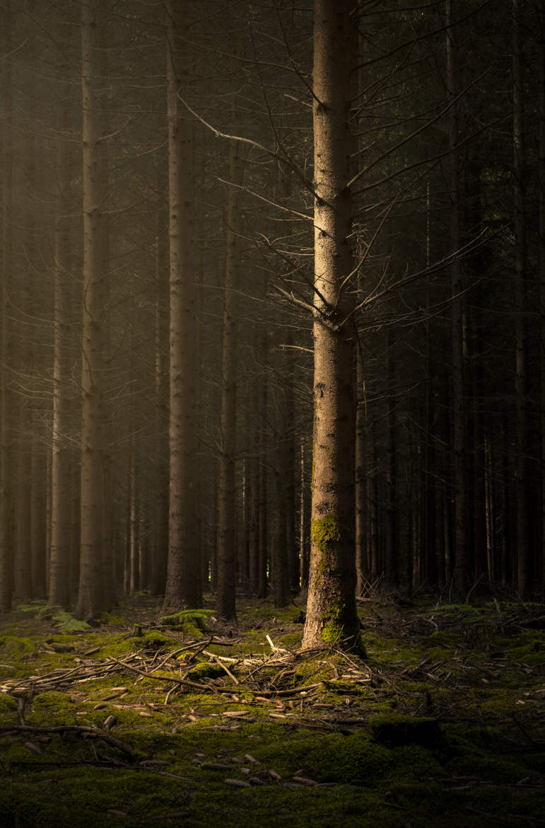 Forêt enchantée (L’arbre)