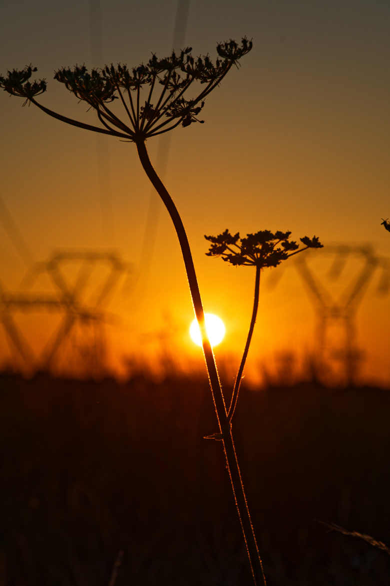 Plante solaire