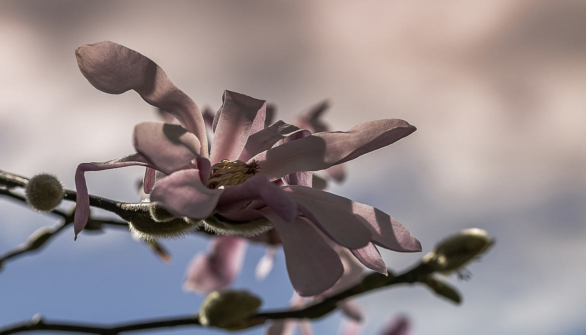 Douceur de printemps