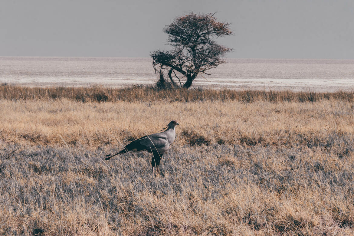 Sentinelle d’Afrique