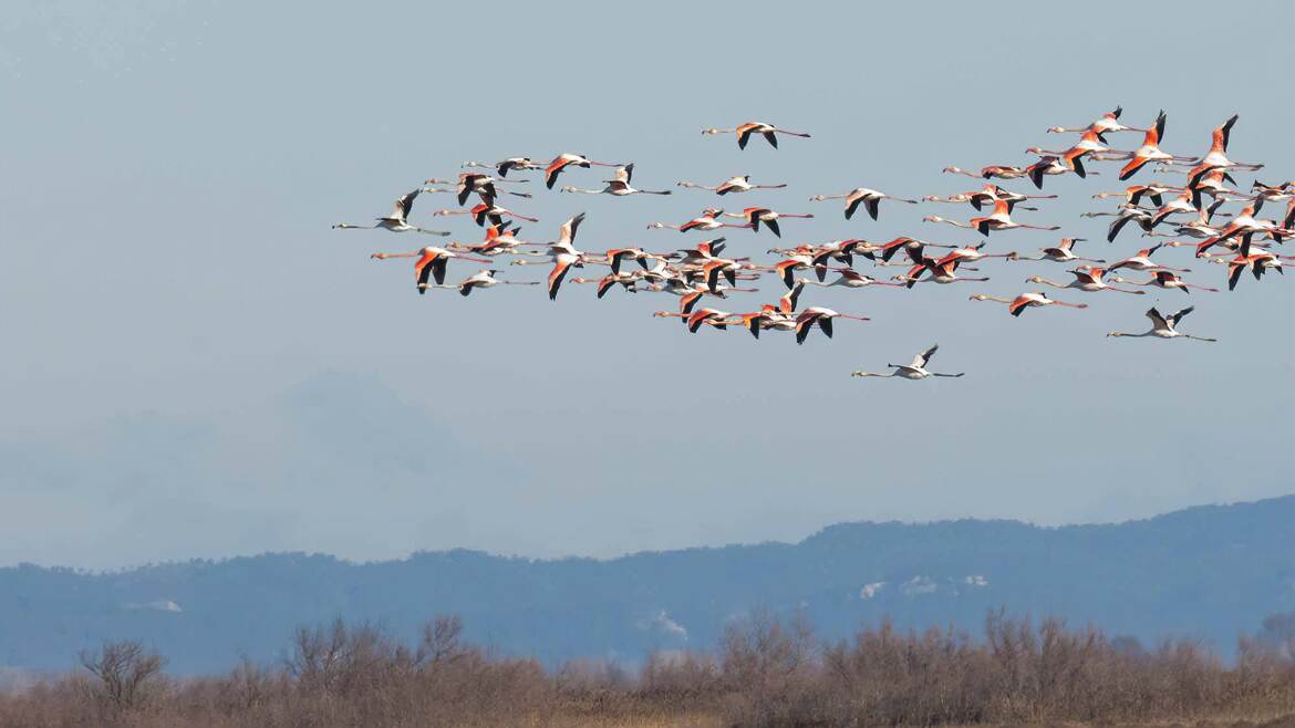 Le ciel de Camargue