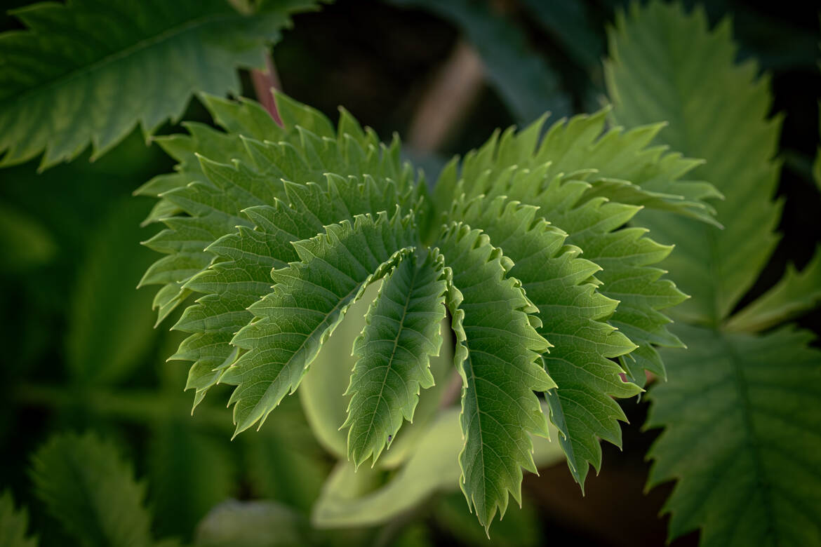 Melianthus major !!