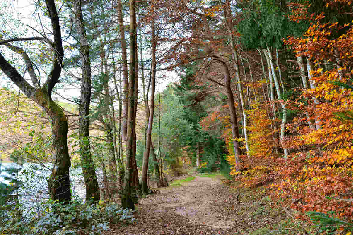 La forêt source d'émerveillement