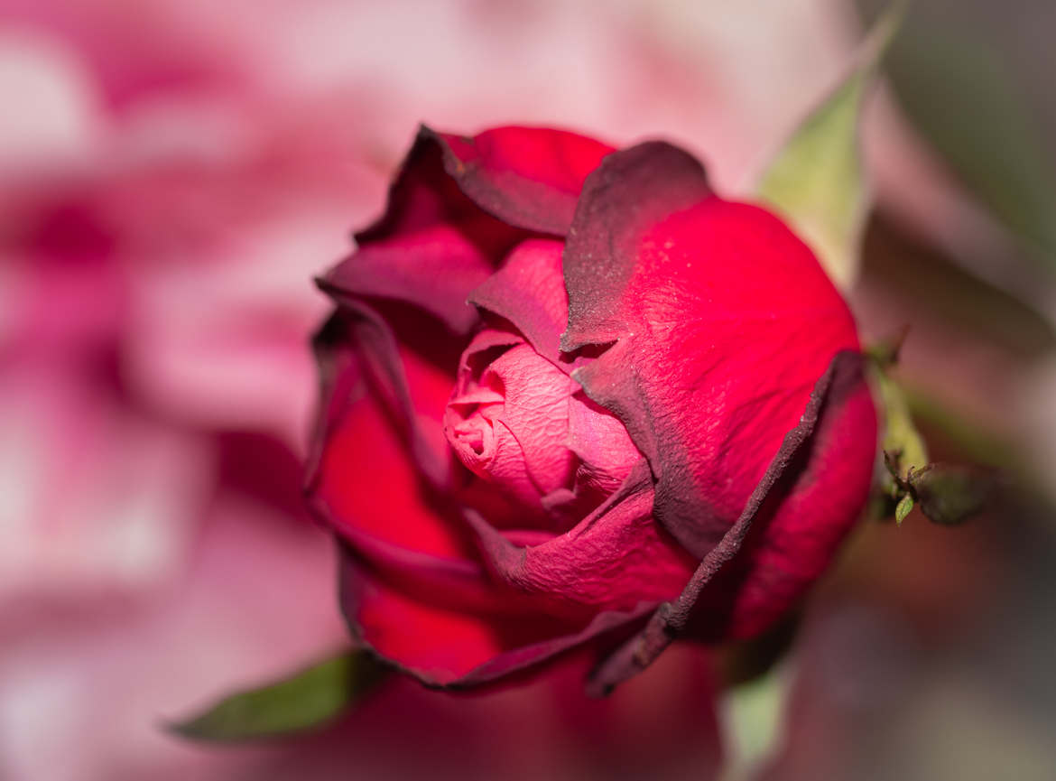 rose