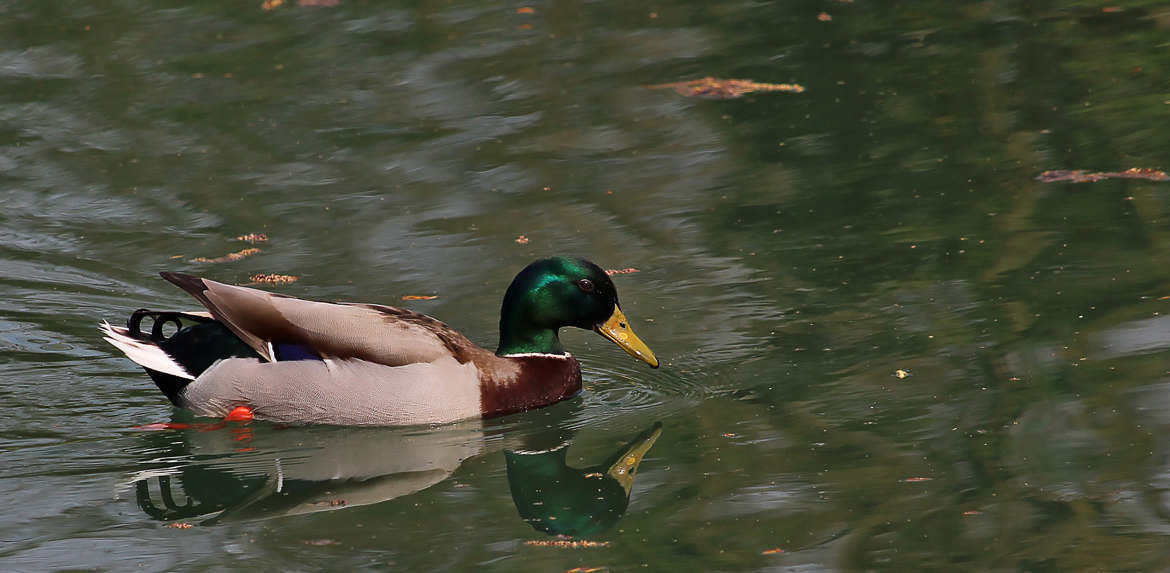 Canard colvert