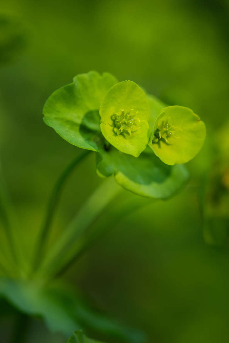 50 nuances de verts