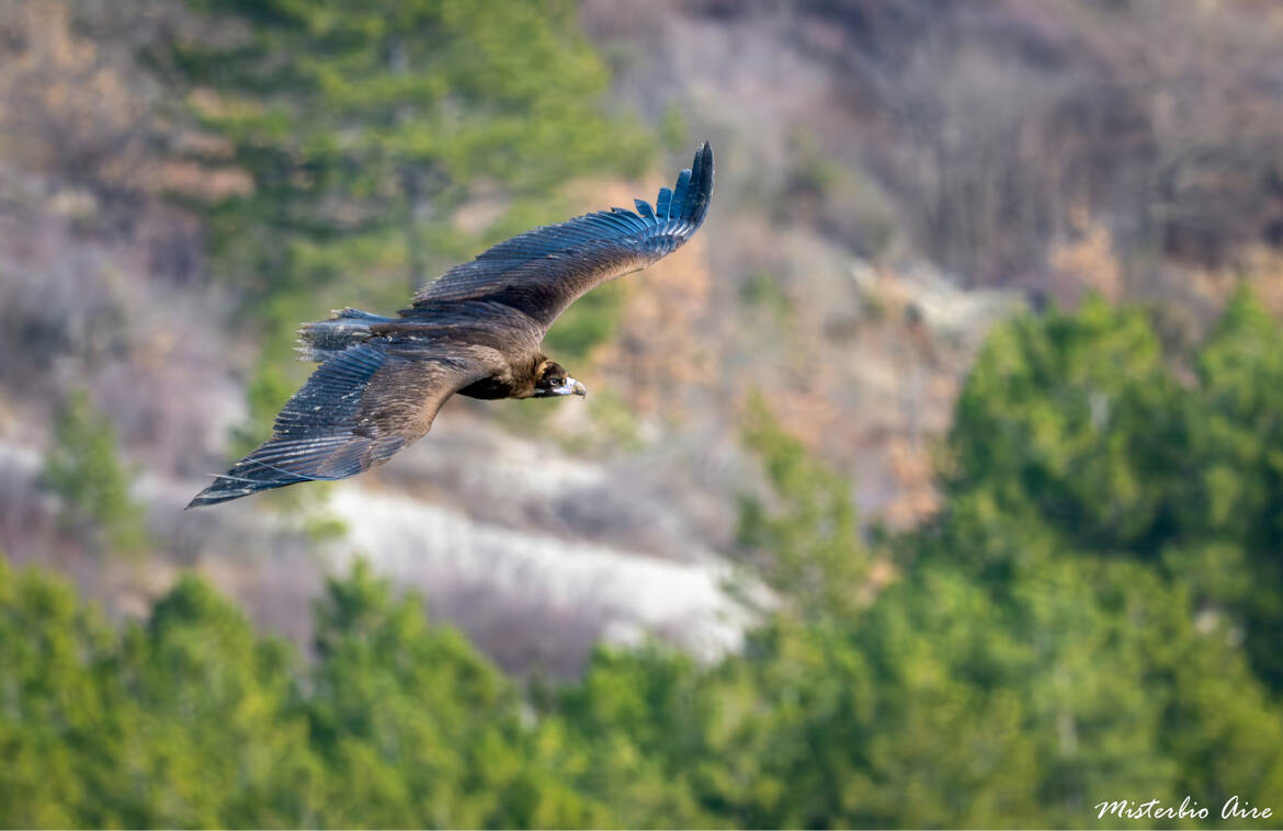 Jeune gypaête barbu