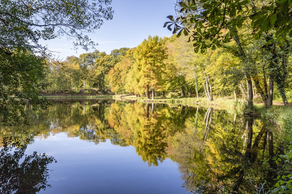 Reflets d'automne