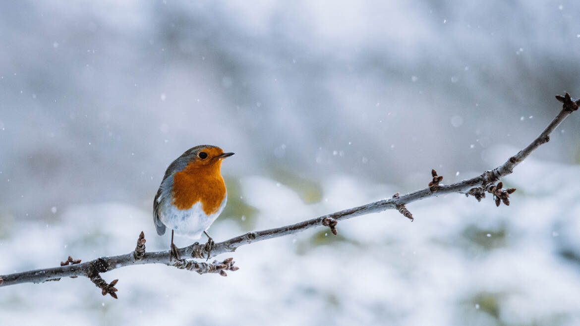 Rouge Neige