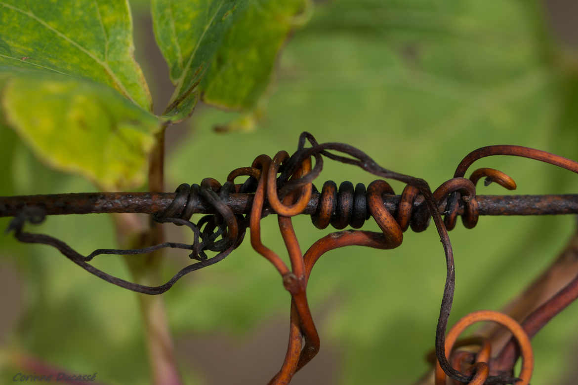 vrilles volubilles