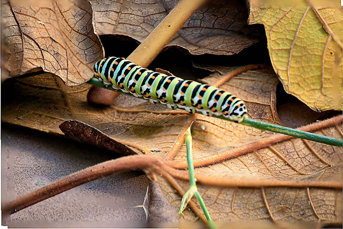 La chenille