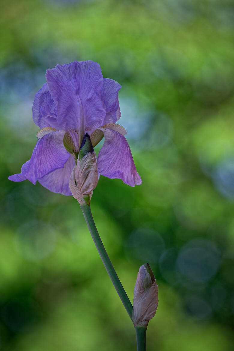 Les couleurs de l'iris.