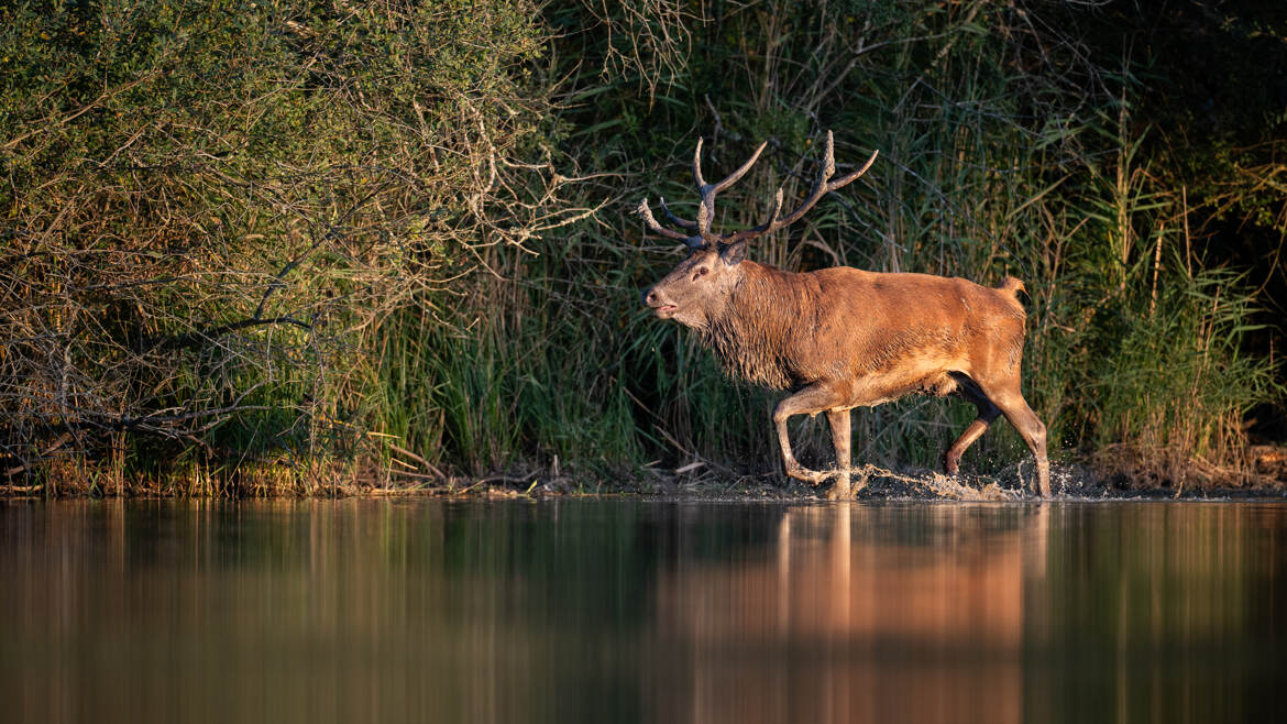 Le roi sous les projecteurs