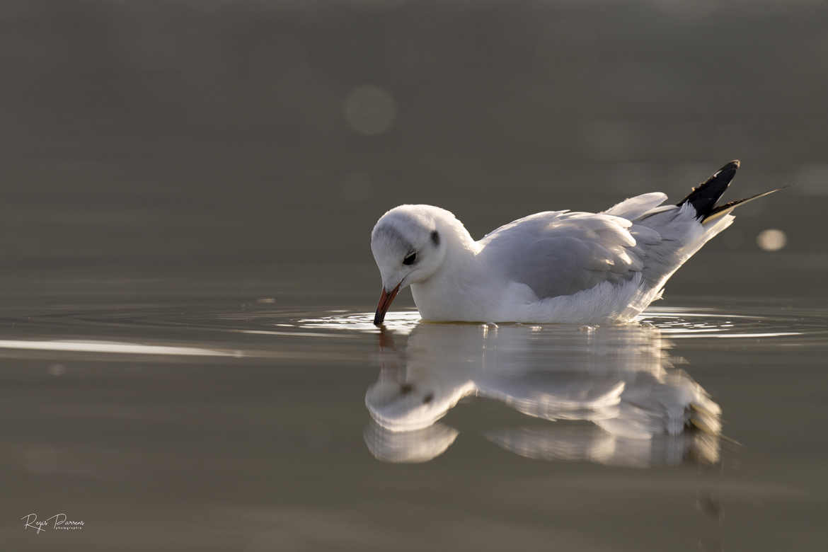 mouette rieuse