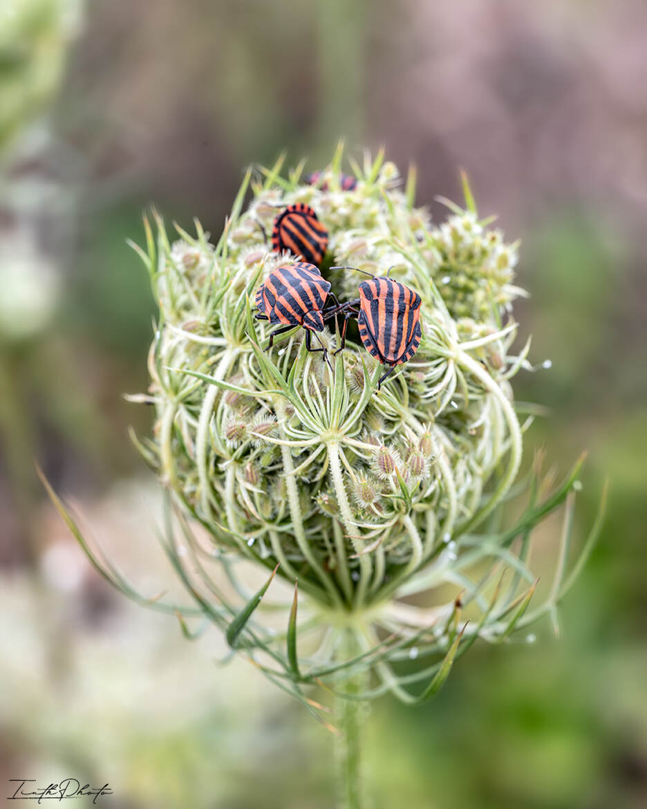 Graphosoma semipunctatum