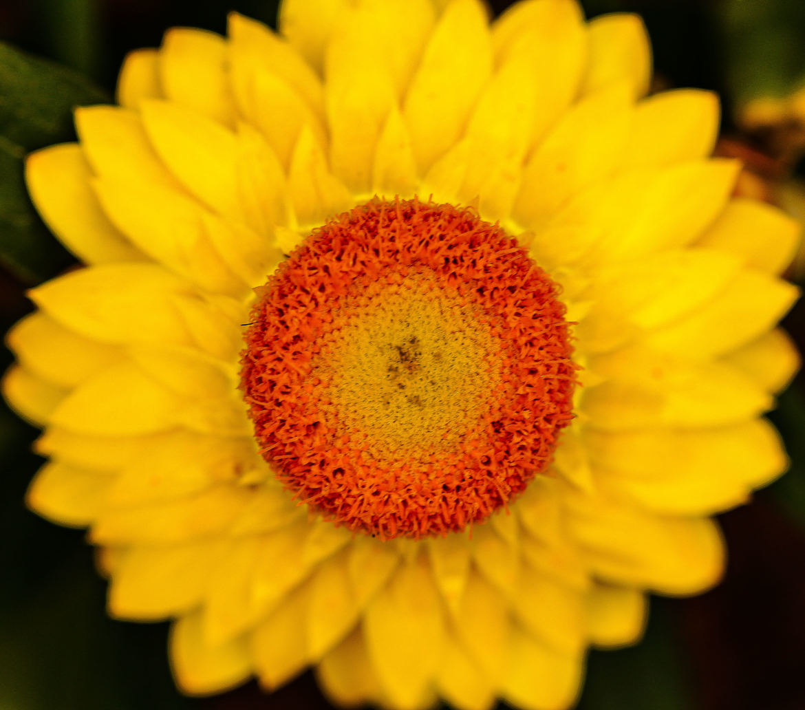 Soleil floral