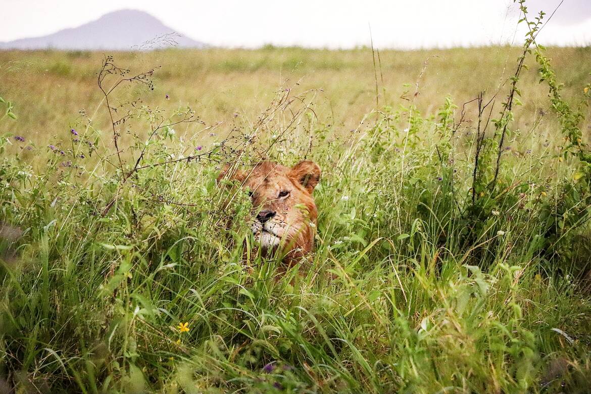 Eh ! oui ... je vous surveille ....
