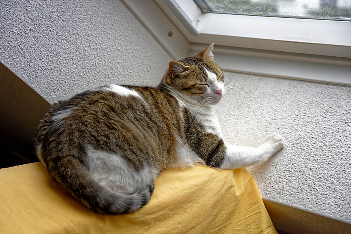 Elle n'est pas belle la vie de "Sweety"