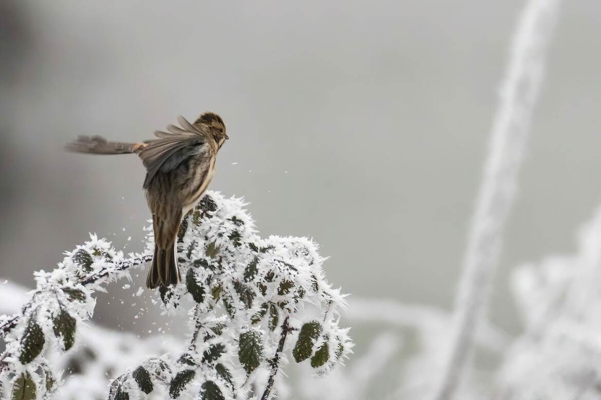 Atterrissage d'hiver pour le Bruant