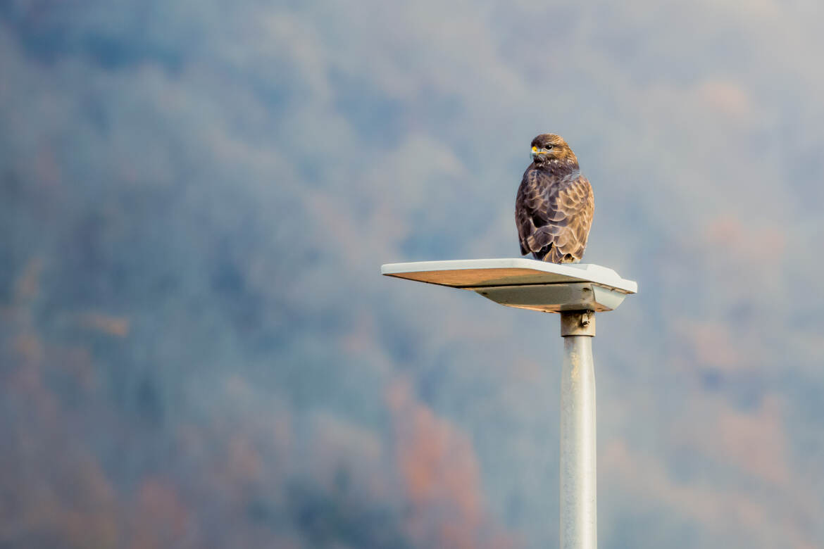 Parait que je ne suis pas une lumiere