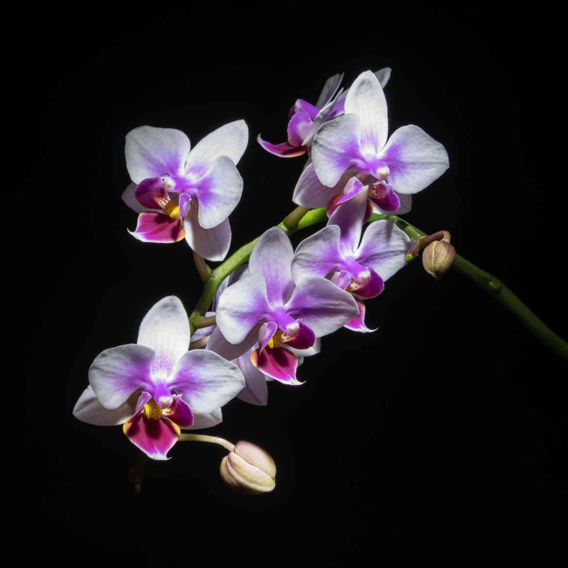 Orchidée sur fond noir