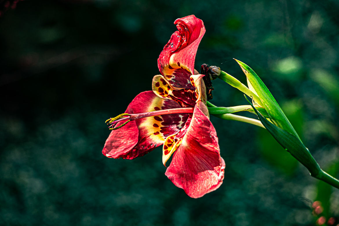 Fleur à Giverny