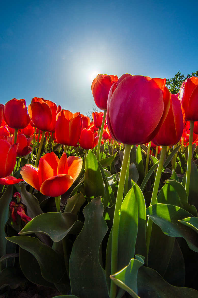 Au coeur des tulipes