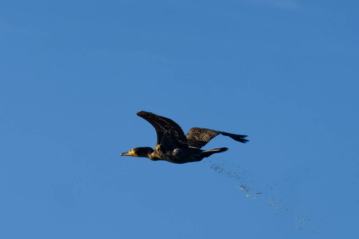 Pollution atmosphérique