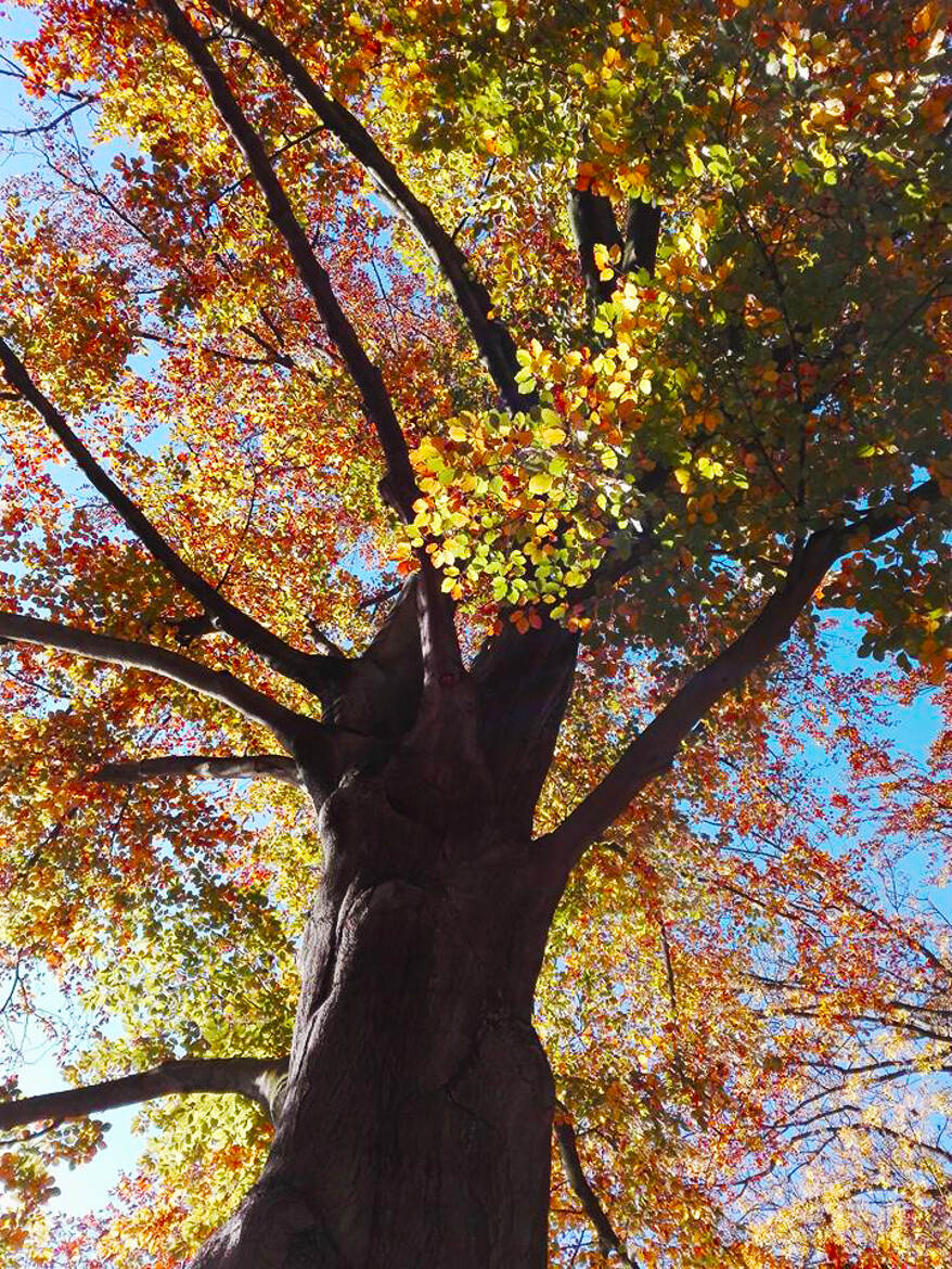 Namur - Automne 2016