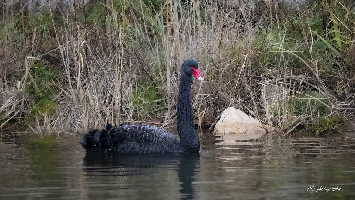 sa majesté : le cygne noir