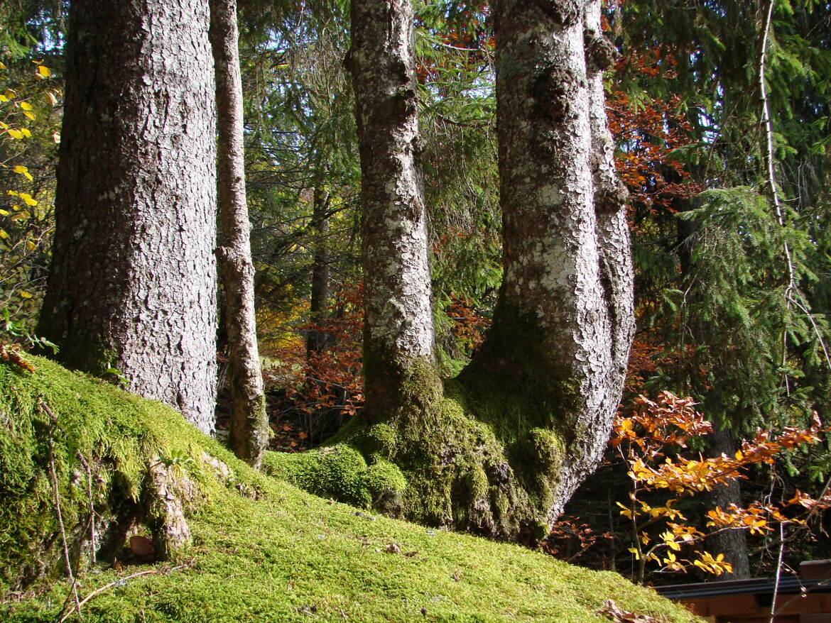 Confort du sous-bois