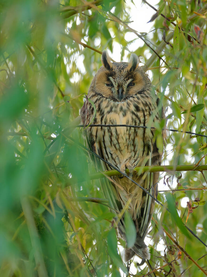 A l'abri du feuillage