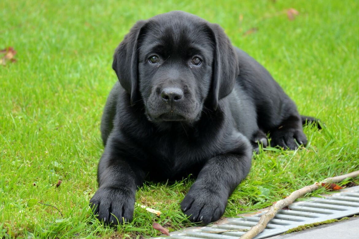 Bébé Labrador