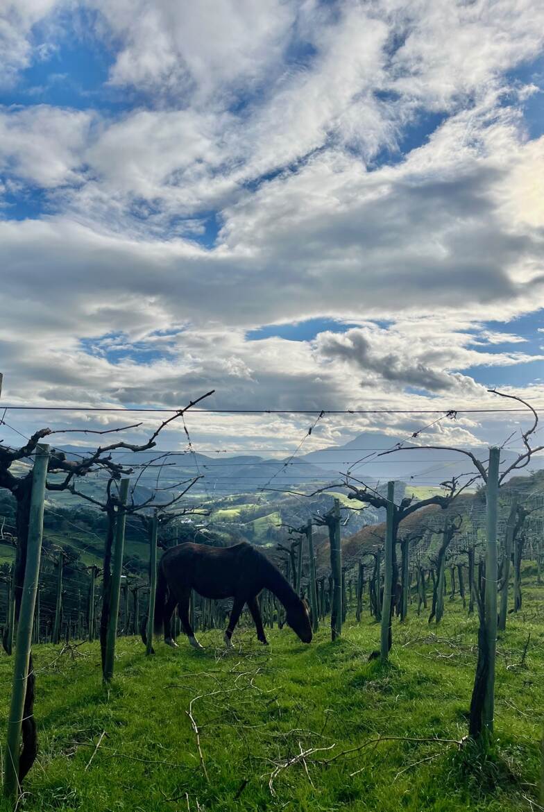 Cheval dans les vignes