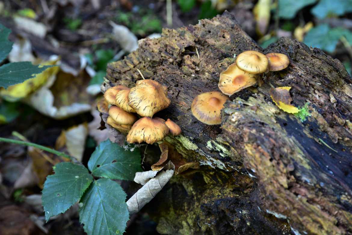 champignons des bois.3