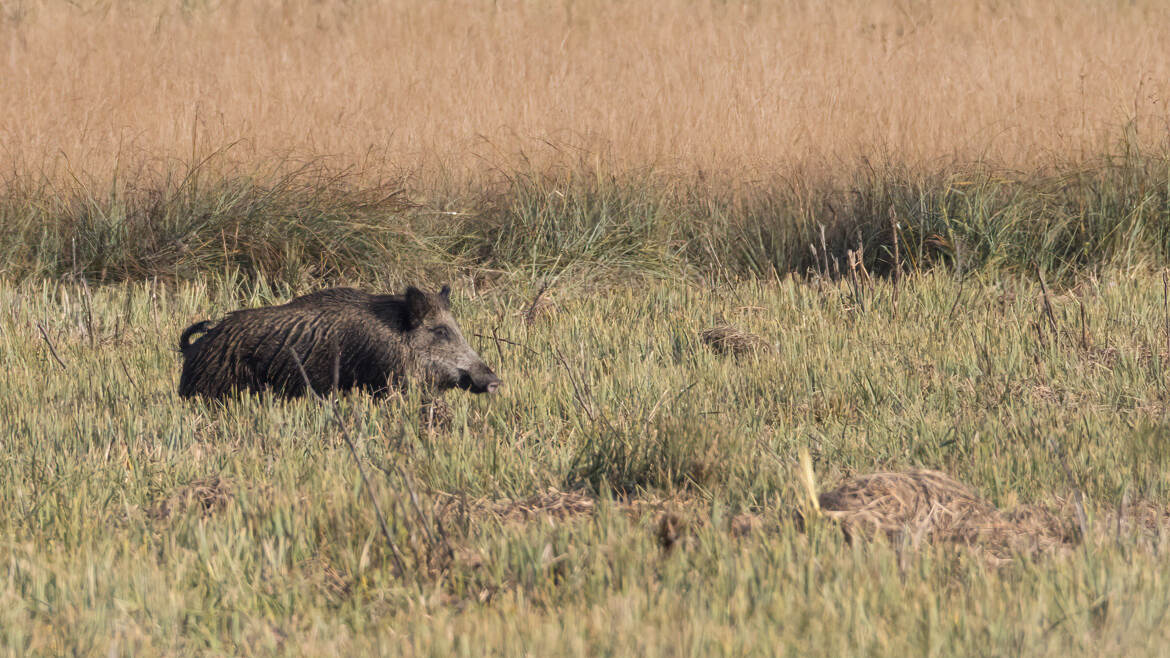 Sanglier au marais de Lavours