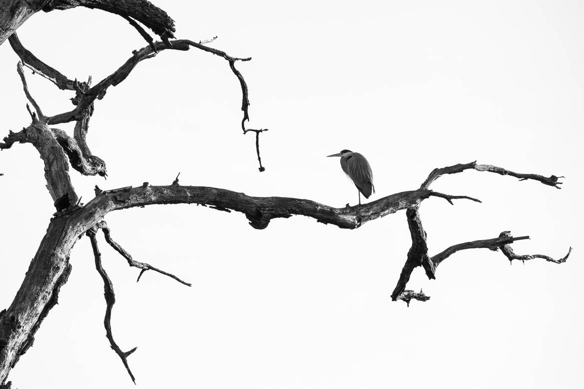 Sur un arbre perché