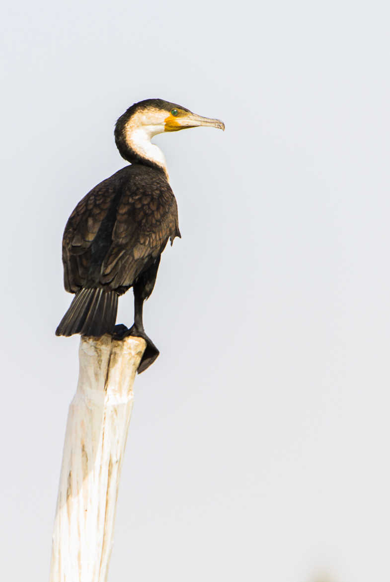 Cormoran à poitrine blanche