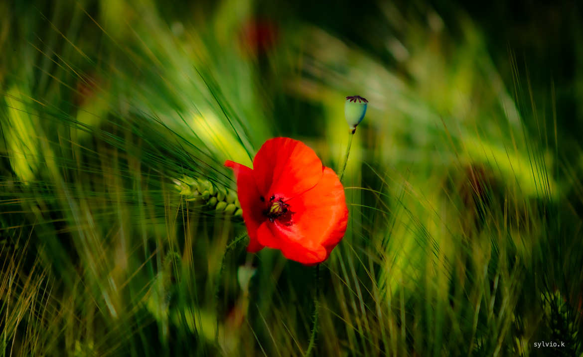 Coquelicot