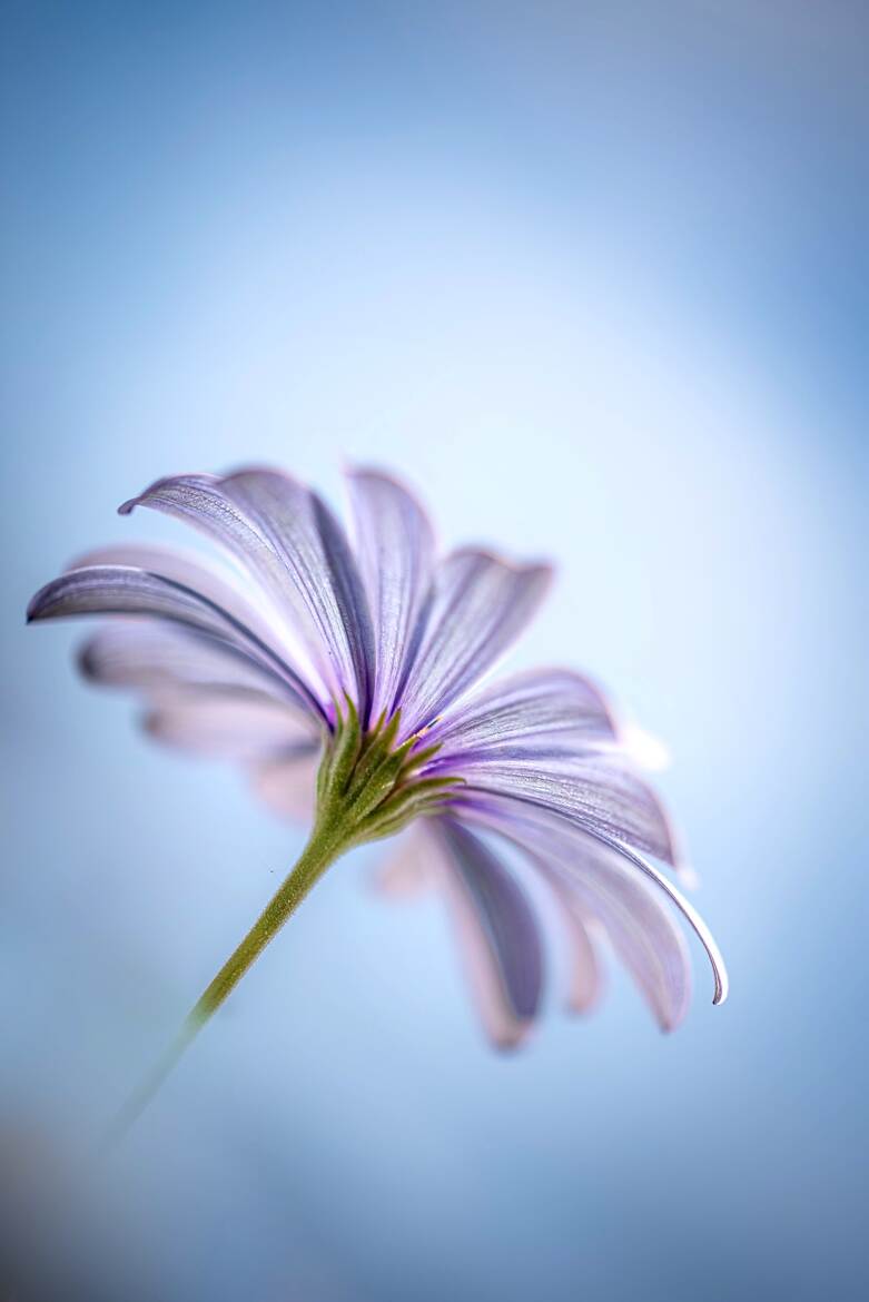 Ombrelle florale (2)