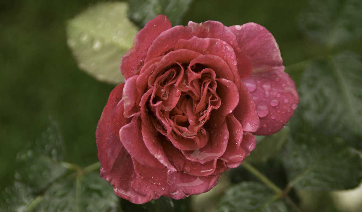 Une rose sous la pluie