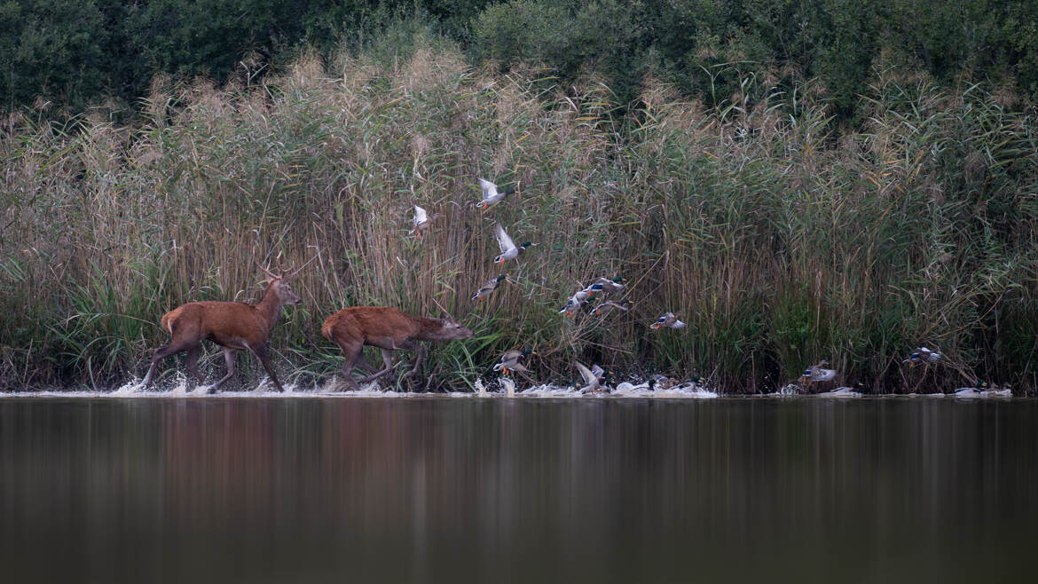Poussez vous les canards !