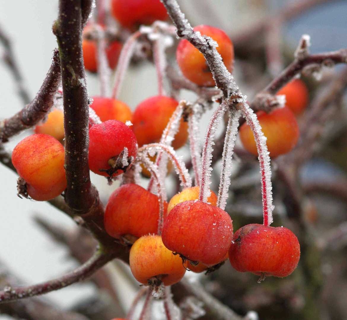 mon pommier d'amour .... pommier d'ornement